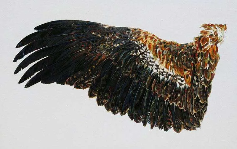 Emma Lindsay, Hunted Wedge Tailed Eagle